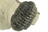 Austerops Trilobite - Visible Eye Facets #249931-3